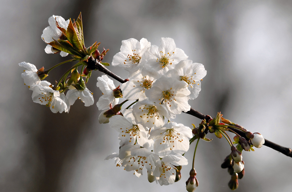 Fleurs de cerisier