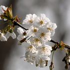 Fleurs de cerisier