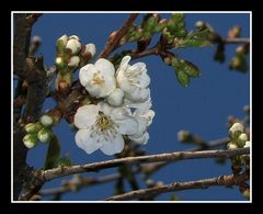 " Fleurs de cerisier "