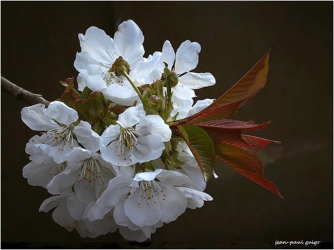 fleurs de cerisier