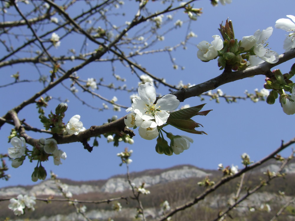 Fleurs de Cerisier à la Mandallaz de Karinette 