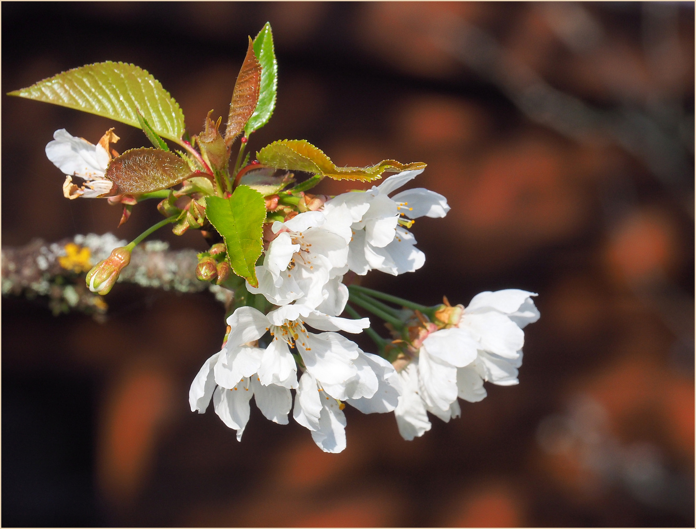 Fleurs de cerisier