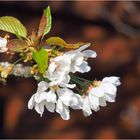 Fleurs de cerisier