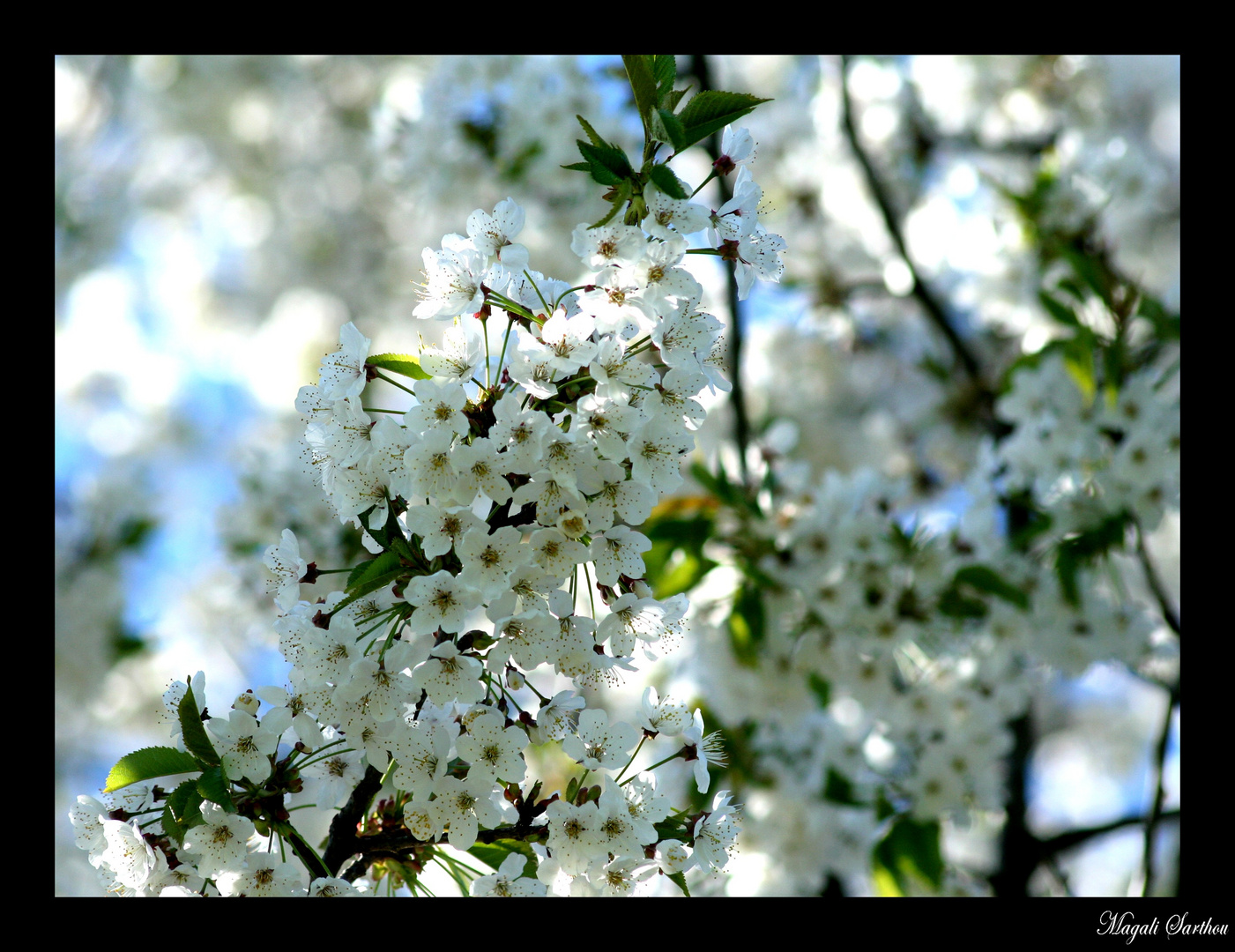 Fleurs de cerisier...