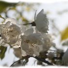 Fleurs de cerisier 'Anglaises Hâtives'