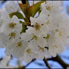 Fleurs de cerisier