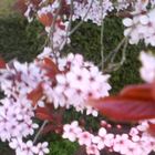 Fleurs de Cerisier de Chine