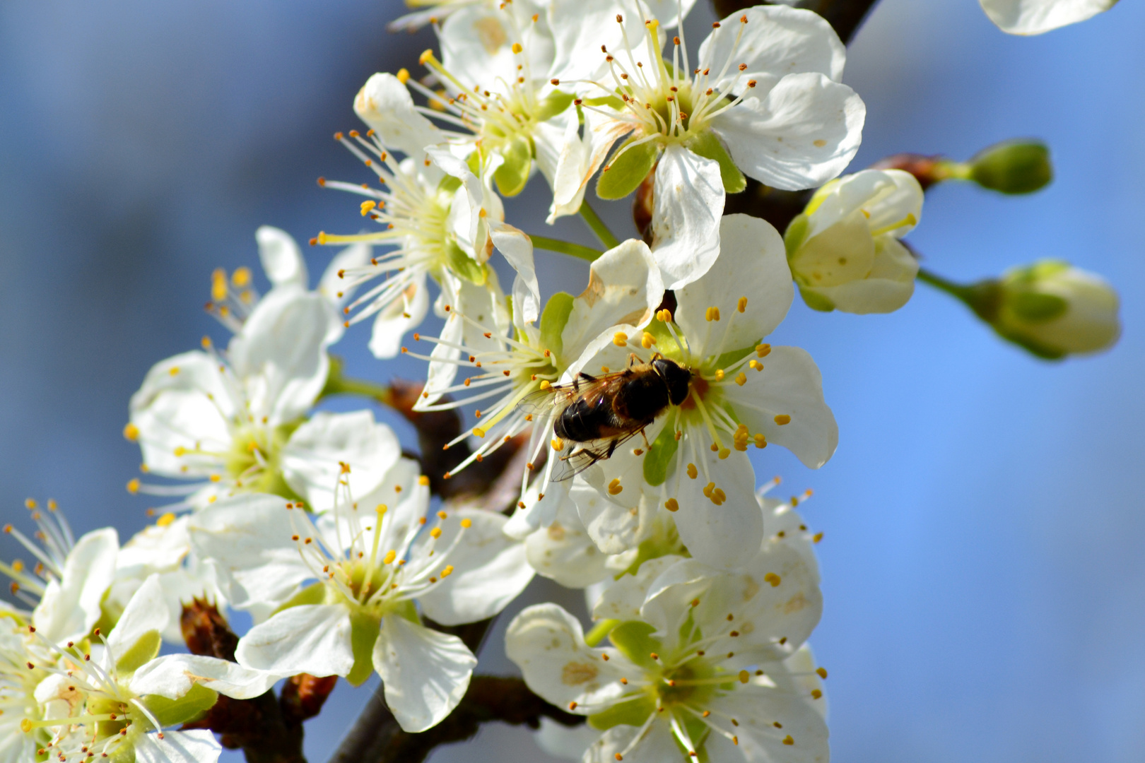 Fleurs de cerisier