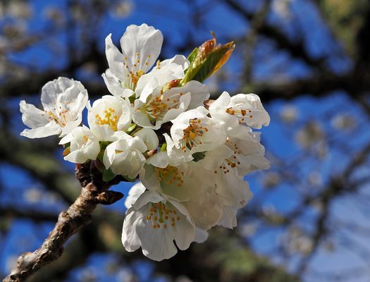 Fleurs de cerisier