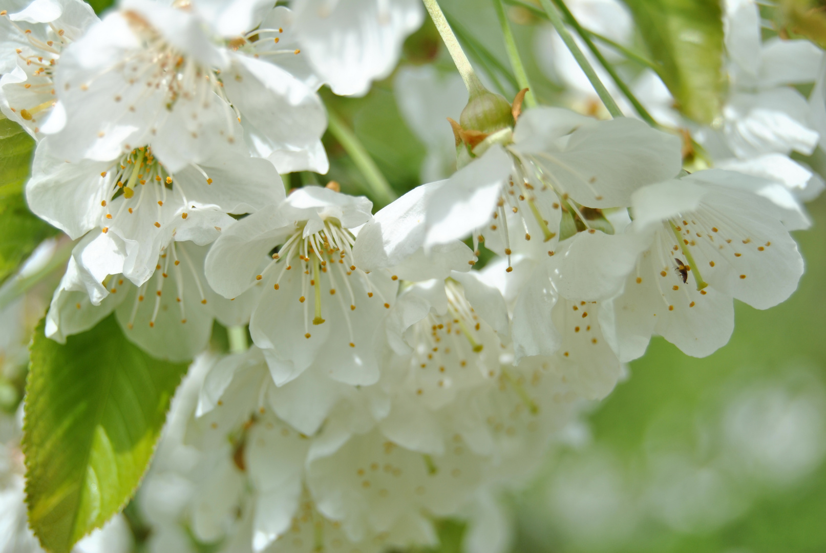 fleurs de cerisier