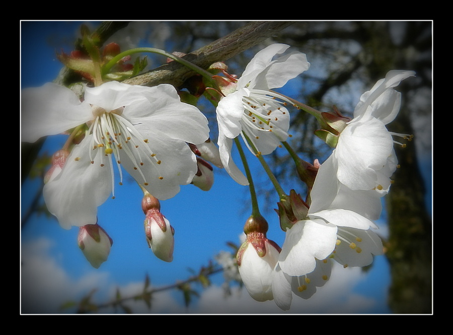 fleurs de cerisiers