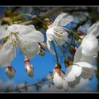 fleurs de cerisiers