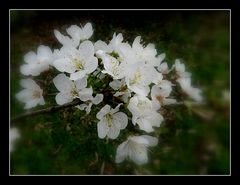 fleurs de cerisiers