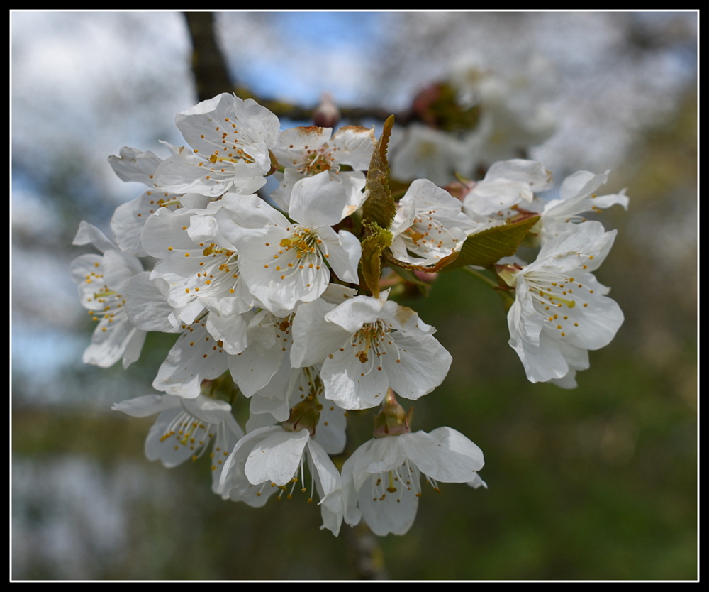 fleurs de cerisiers