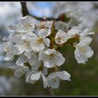 fleurs de cerisiers