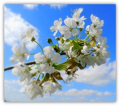 fleurs de cerisiers