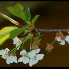 " Fleurs de cerisiers "