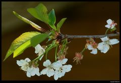 " Fleurs de cerisiers "