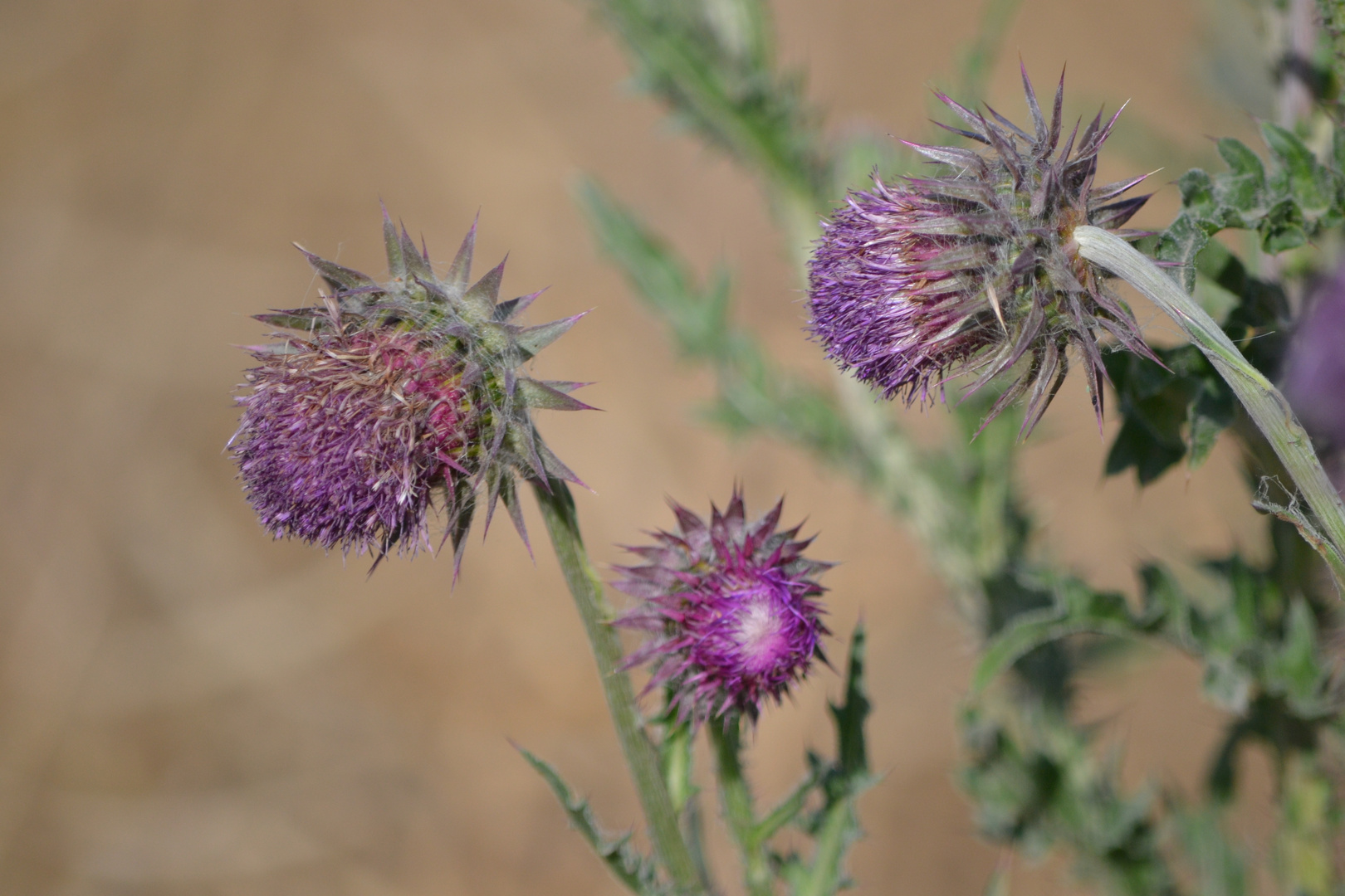 Fleurs de Chardons