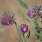 Fleurs de Chardons