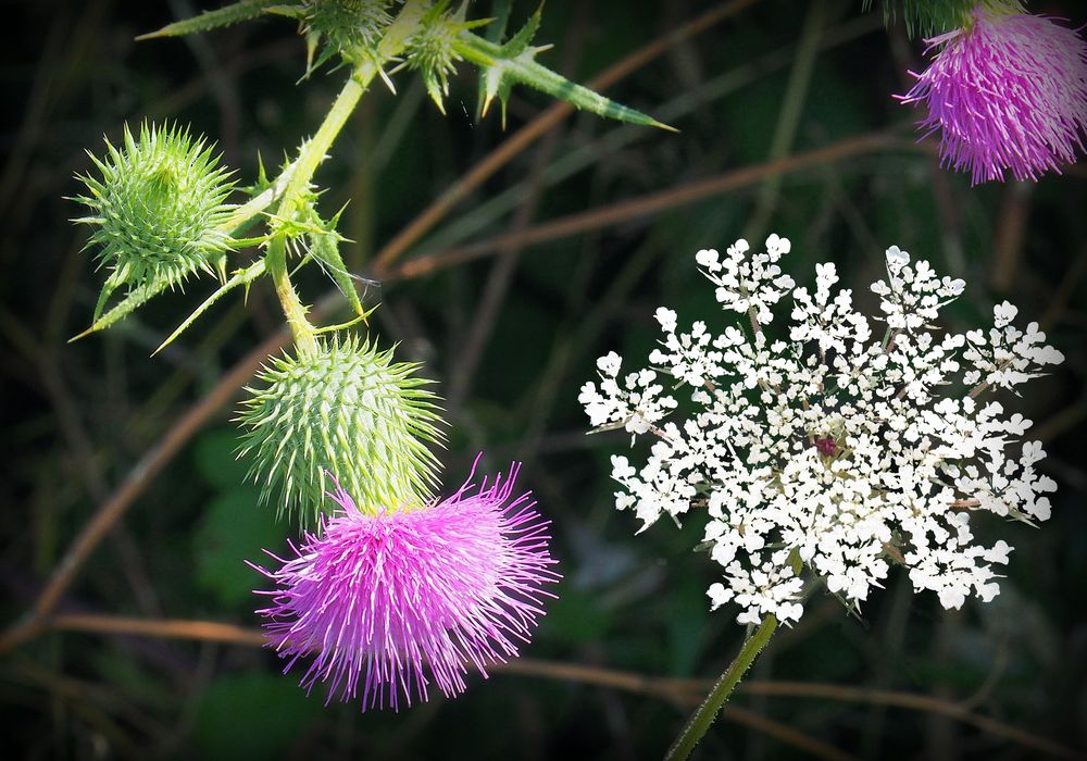 Fleurs de chardons et carotte sauvage