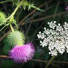 Fleurs de chardons et carotte sauvage