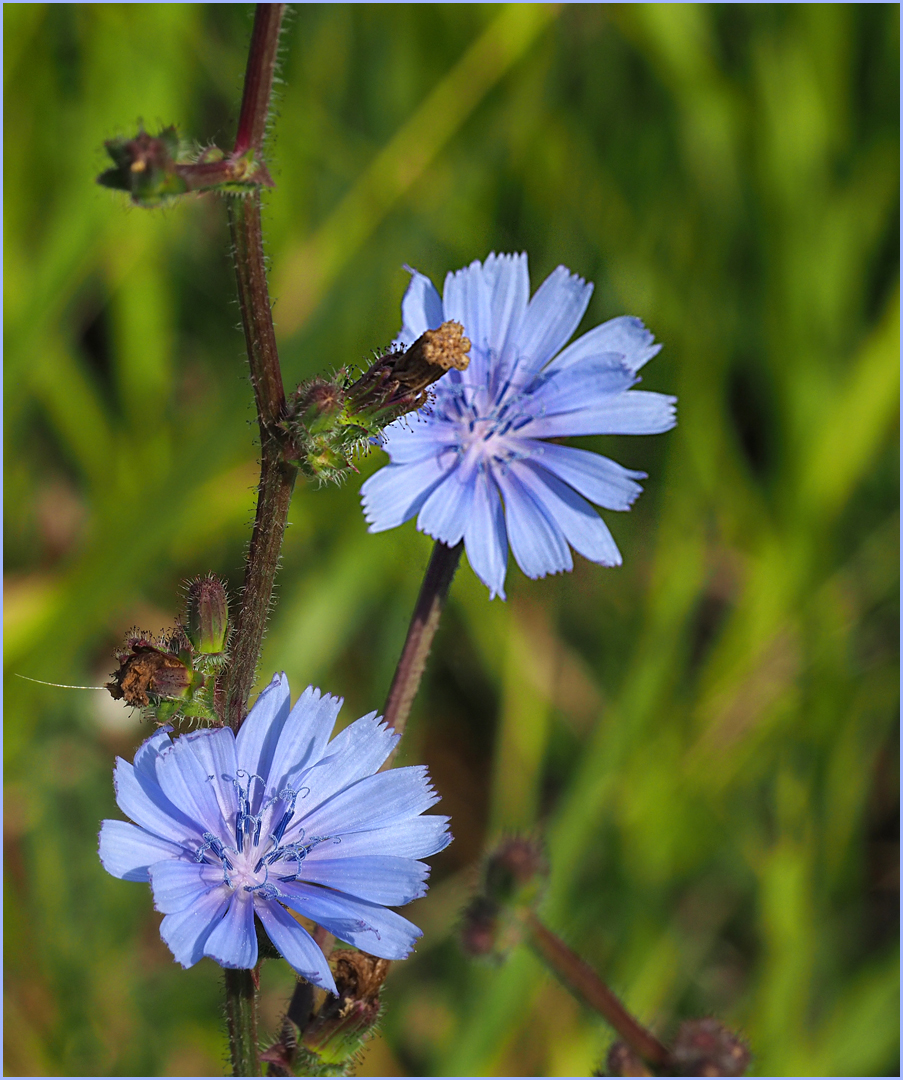 Fleurs de chicorée sauvage