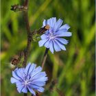 Fleurs de chicorée sauvage