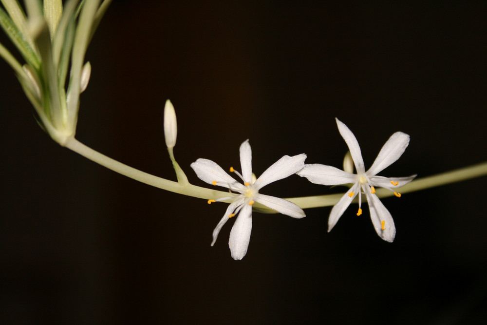 Fleurs de chlorophytum original