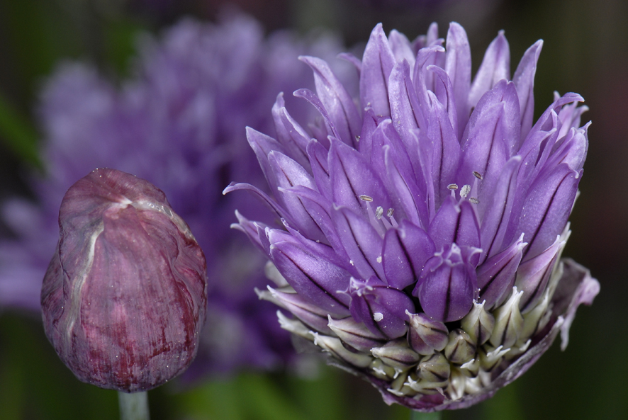 Fleurs de ciboulette