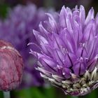 Fleurs de ciboulette