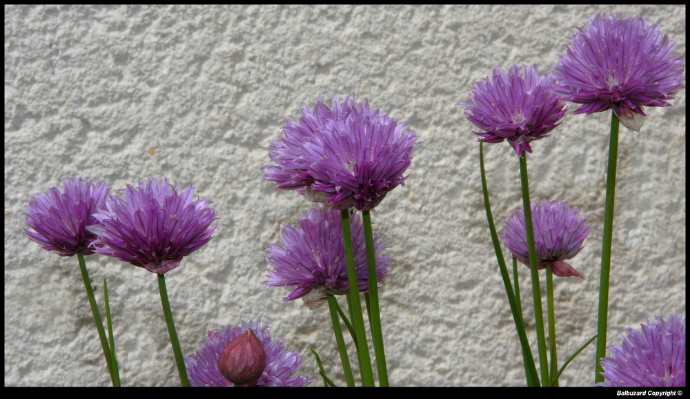 " Fleurs de ciboulette "