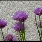 " Fleurs de ciboulette "