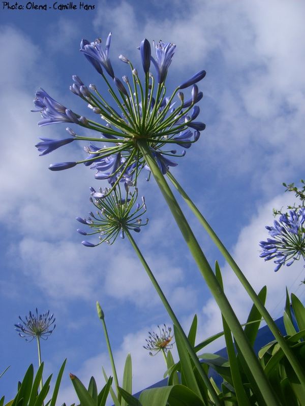 Fleurs de ciel