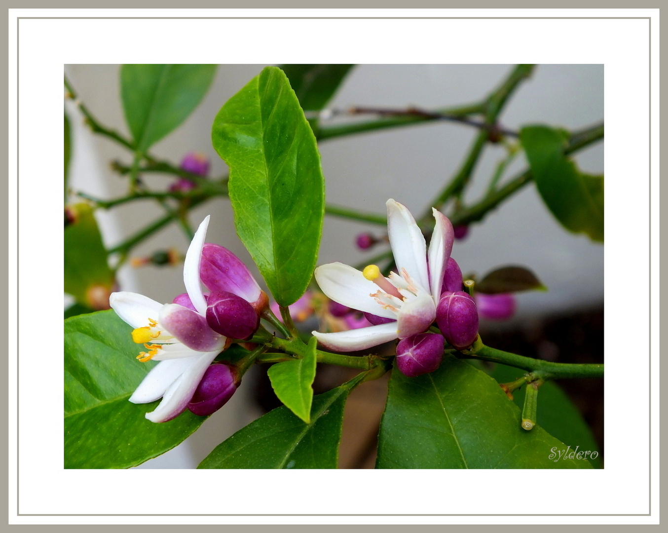 fleurs de citronnier