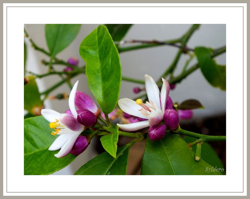 fleurs de citronnier photo et image fleurs, dimanche, île d