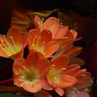 Fleurs de clivia