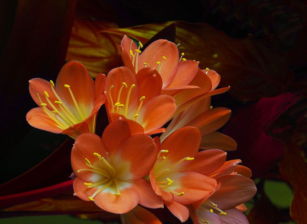 Fleurs de clivia