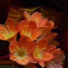 Fleurs de clivia