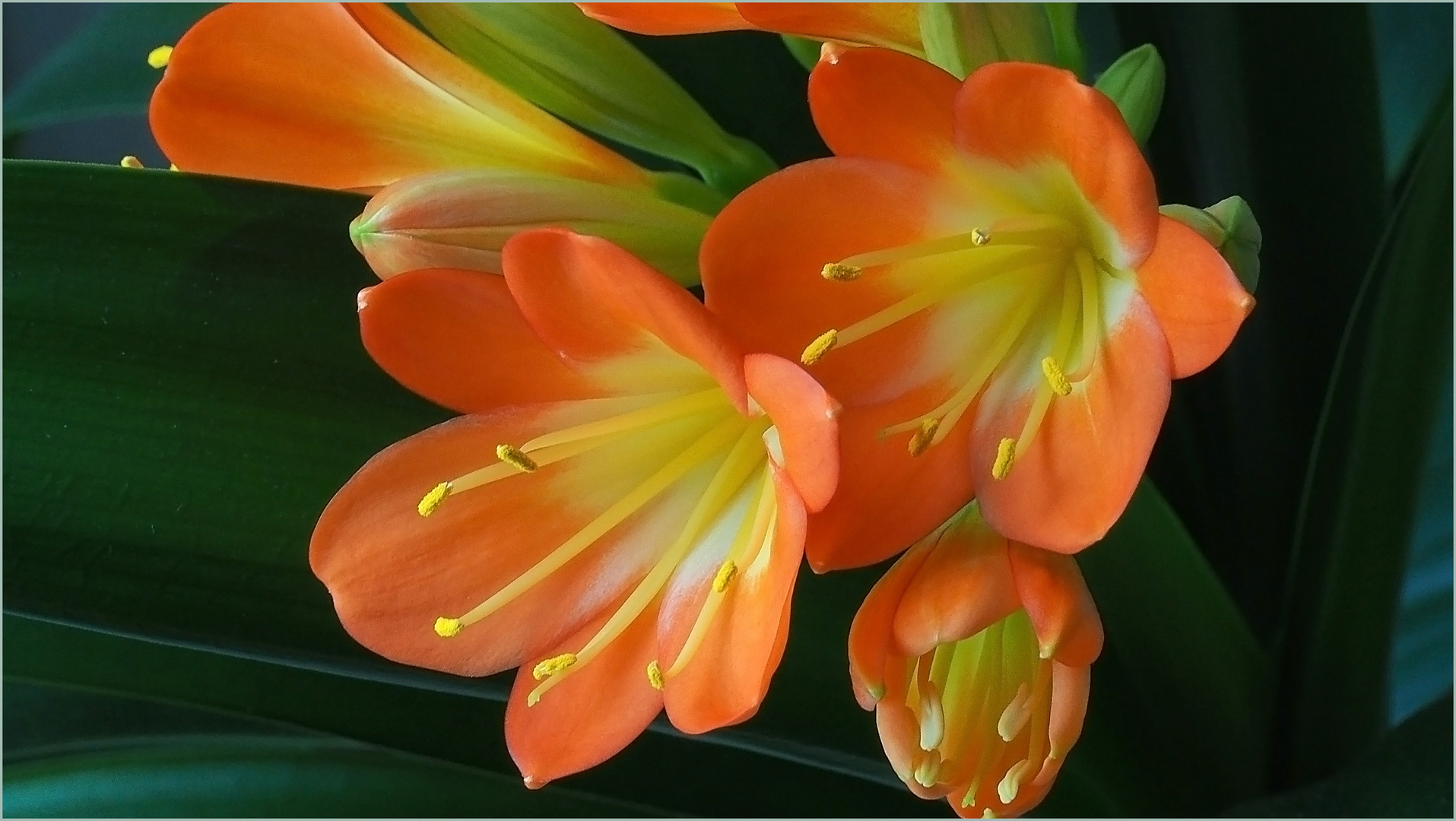 Fleurs de clivia