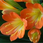 Fleurs de clivia