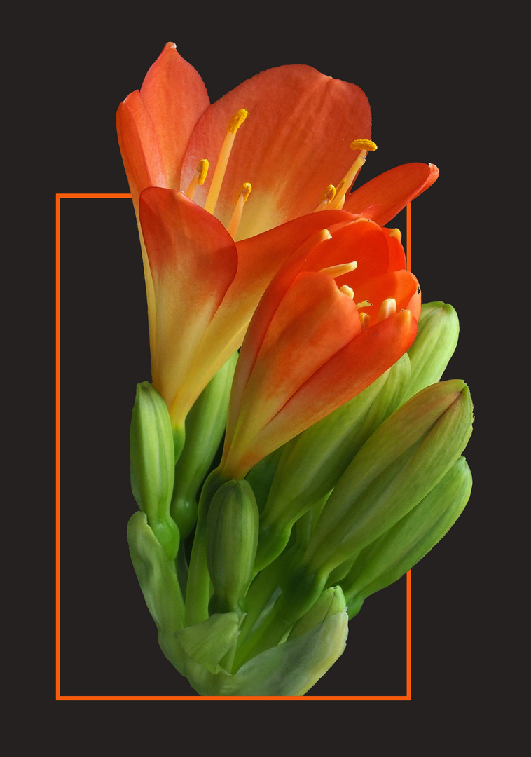 Fleurs de clivia