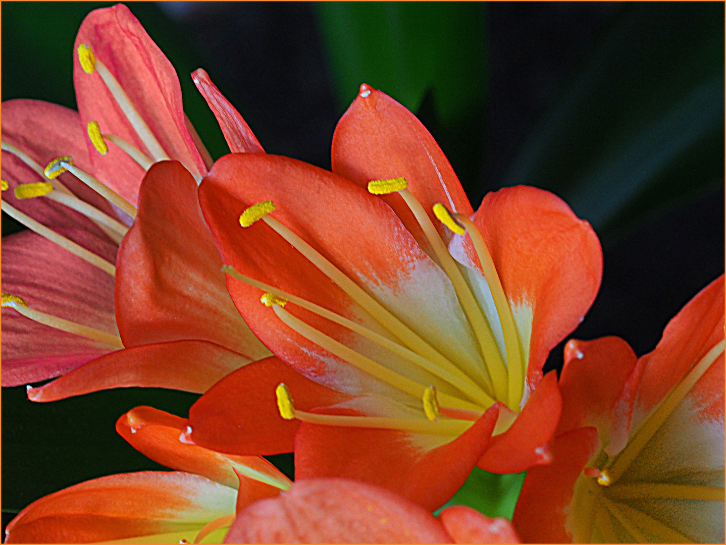 Fleurs de Clivia