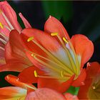 Fleurs de Clivia