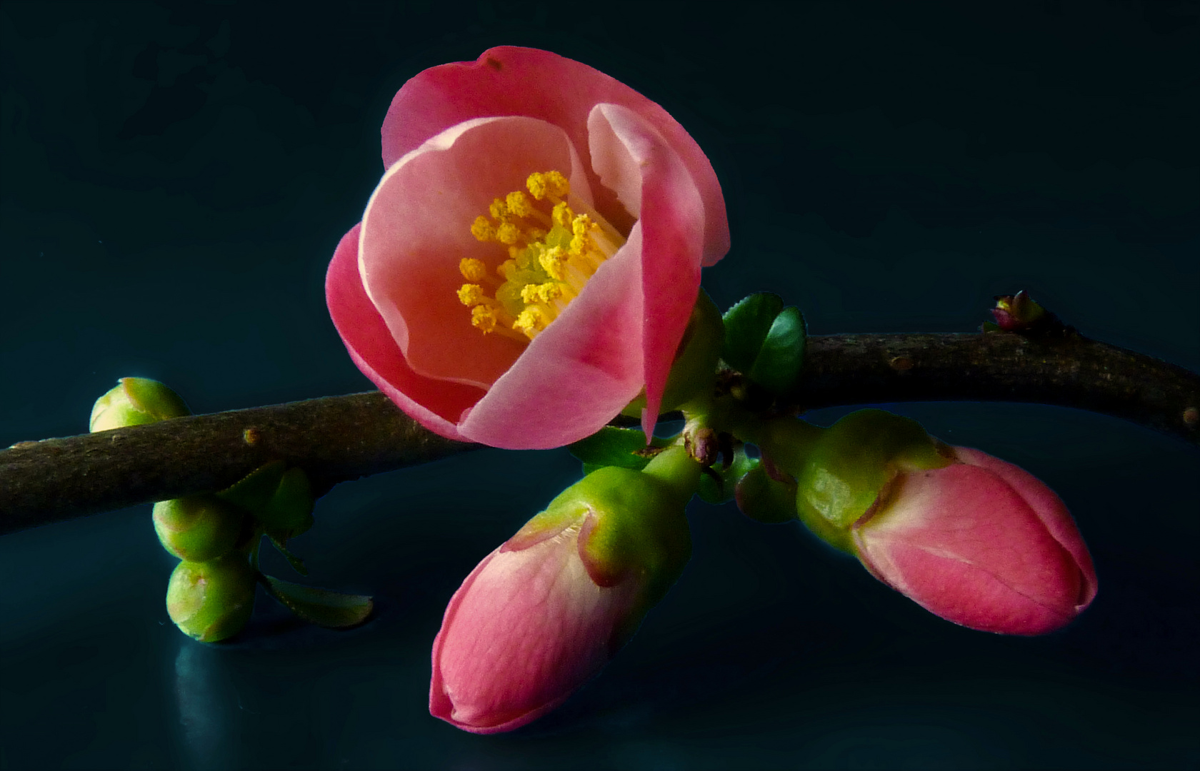 Fleurs de "cognassier du Japon"