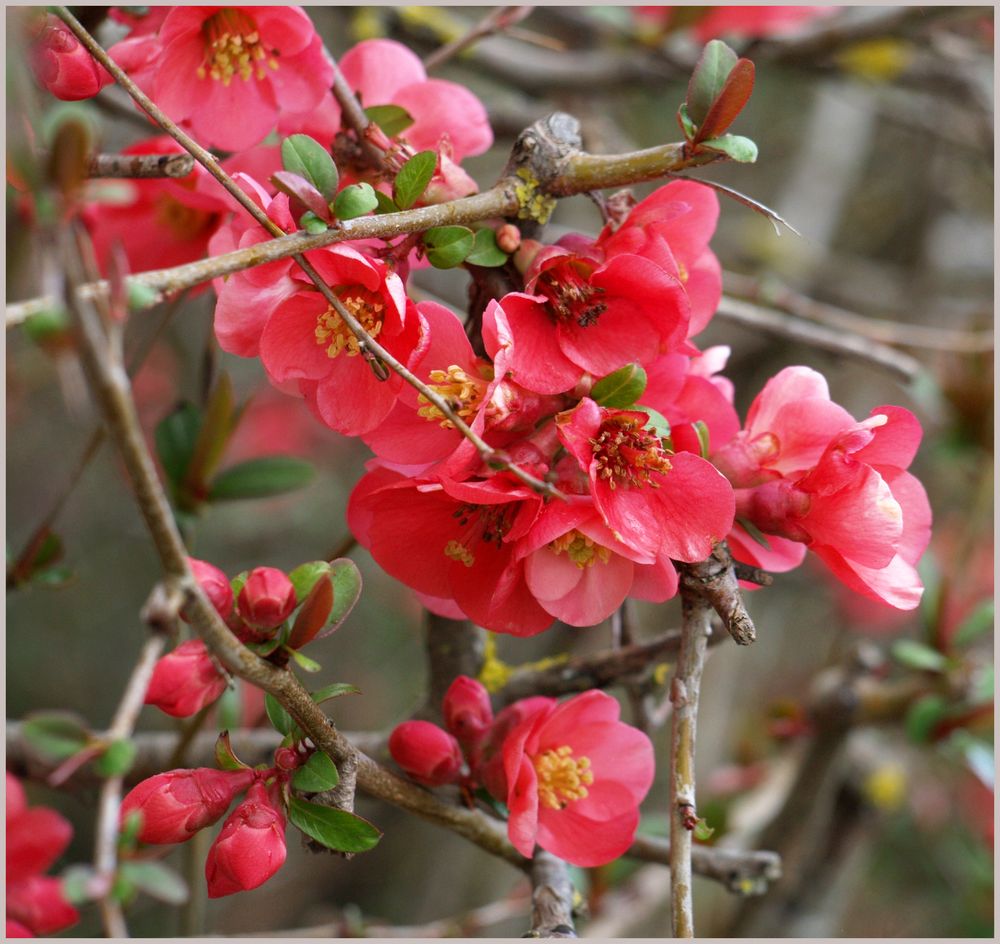 Fleurs de cognassier du Japon - Zierquittenblüten