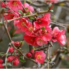 Fleurs de cognassier du Japon - Zierquittenblüten