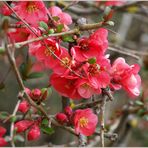 Fleurs de cognassier du Japon - Zierquittenblüten