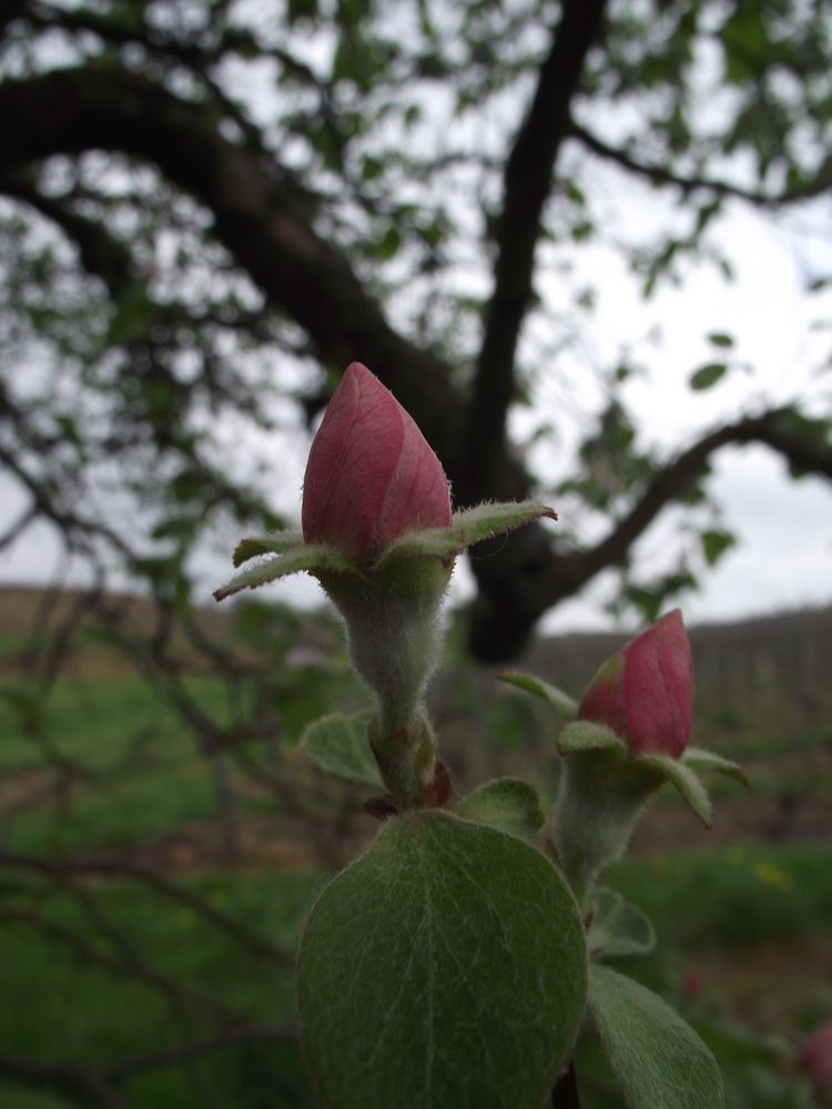 FLEURS DE COGNASSIERS (FRUIT)