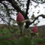 FLEURS DE COGNASSIERS (FRUIT)